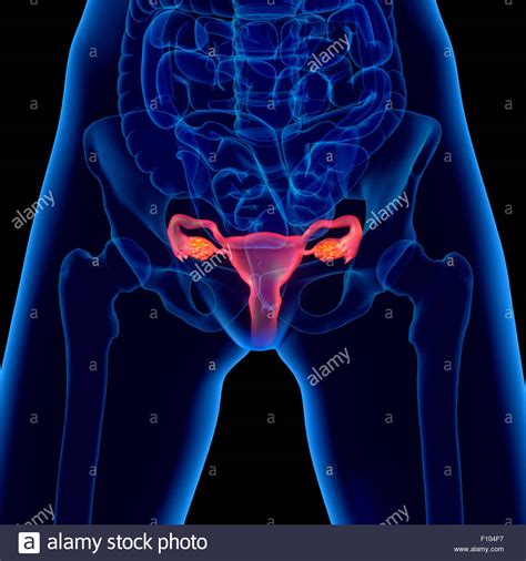 female pictures of genital.